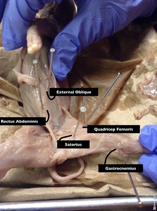 Muscular System - Fetal Pig Dissection Lab