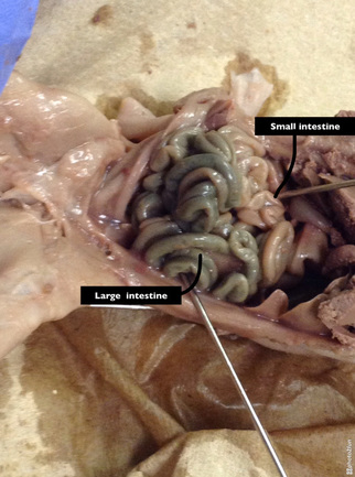 Digestive System - Fetal Pig Dissection Lab